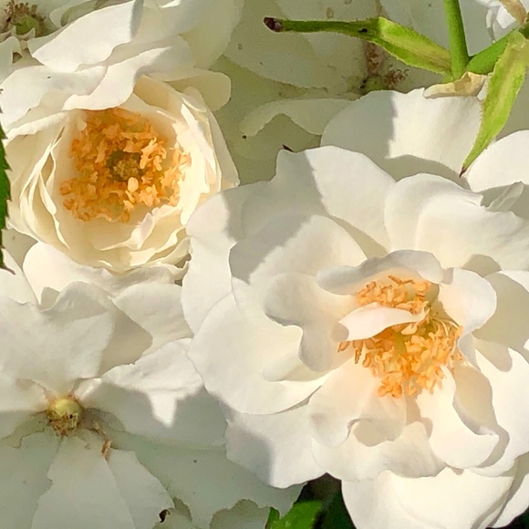 Meet your Posher, Millie - Picture 1 of 1